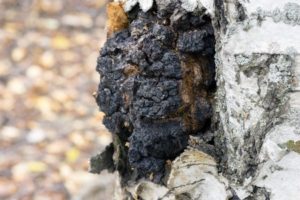 Chaga Mushroom