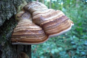 Fomes Fomentarius