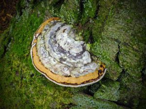 Fomes fomentarius Muhsroom